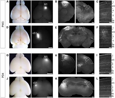 Kcnab1 Is Expressed in Subplate Neurons With Unilateral Long-Range Inter-Areal Projections